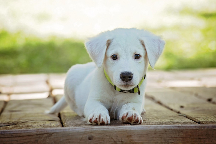 professional dog trainer working dog