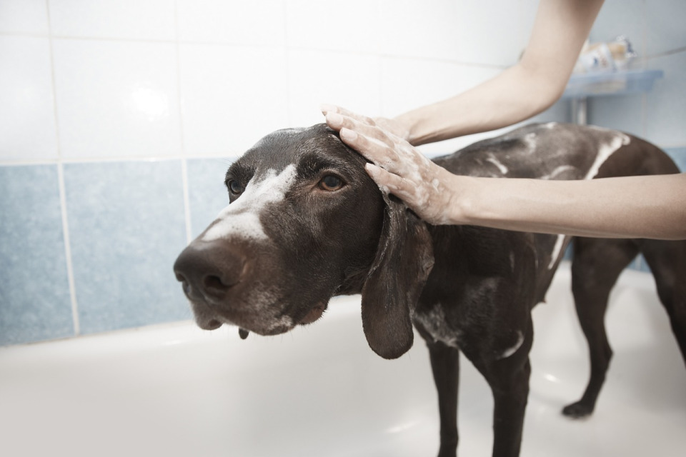 dog grooming bath blowdry spa